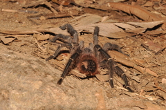 Theraphosinae