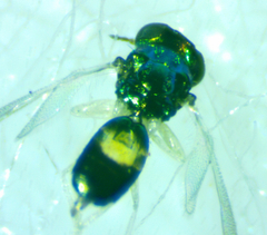 Chrysocharis