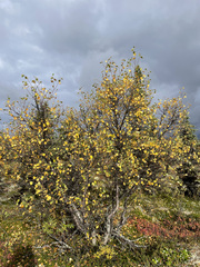 Betula papyrifera kenaica