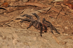 Theraphosinae