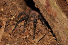 Theraphosinae