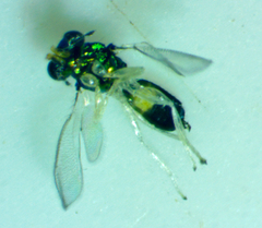 Chrysocharis