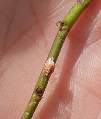 Eriococcus coriaceus