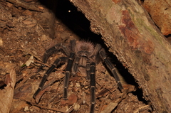 Theraphosinae