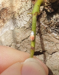 Eriococcus coriaceus