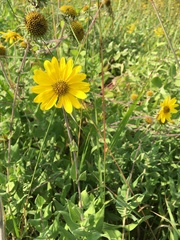 Helianthus mollis
