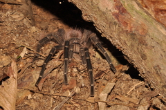 Theraphosinae