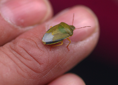 Piezodorus lituratus
