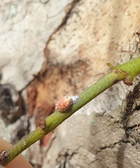 Eriococcus coriaceus