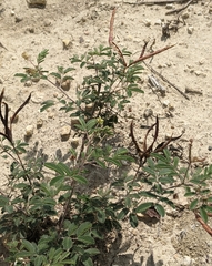 Desmanthus velutinus