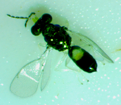 Chrysocharis