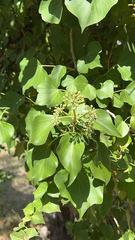 Hedera canariensis