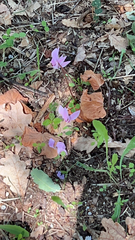 Cyclamen hederifolium