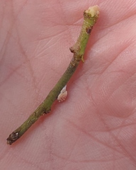 Eriococcus coriaceus