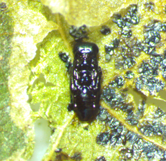 Chrysocharis