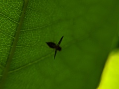 Toxonevra superba