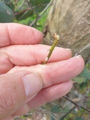 Eriococcus coriaceus