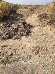 Eriogonum diatomaceum