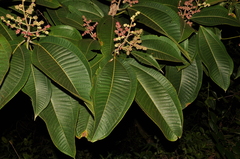 Miconia calvescens