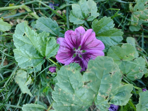 slez maurský (Malva sylvestris mauritiana)
