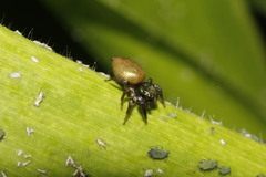 Sassacus