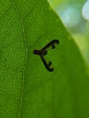 Toxonevra superba