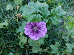 Malva sylvestris mauritiana