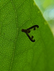 Toxonevra superba