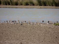 Calidris fuscicollis