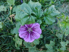 Malva sylvestris mauritiana