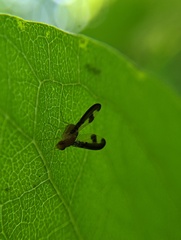 Toxonevra superba