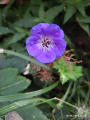 Geranium