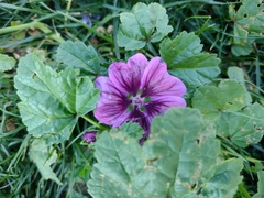 Malva sylvestris mauritiana
