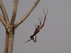 Argyrodes antipodianus