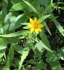 Bidens laevis