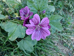 Malva sylvestris mauritiana