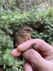 Troglodytes pacificus