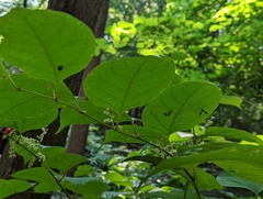 Toxonevra superba