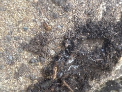 Aeolus mellillus