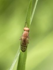 Opomyza