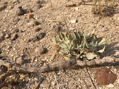 Eriogonum diatomaceum