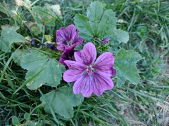 Malva sylvestris mauritiana