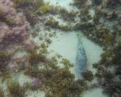 Paralabrax nebulifer