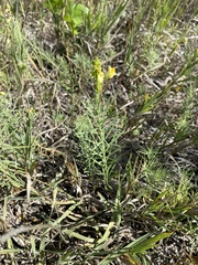 Linaria vulgaris