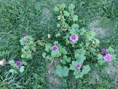 Malva sylvestris mauritiana