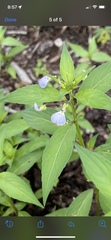 Pombalia linearifolia