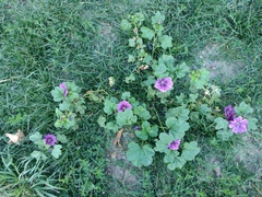 Malva sylvestris mauritiana