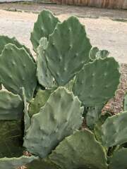 Opuntia cochenillifera