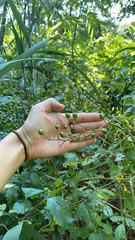Scrophularia marilandica