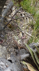 Stenocercus trachycephalus